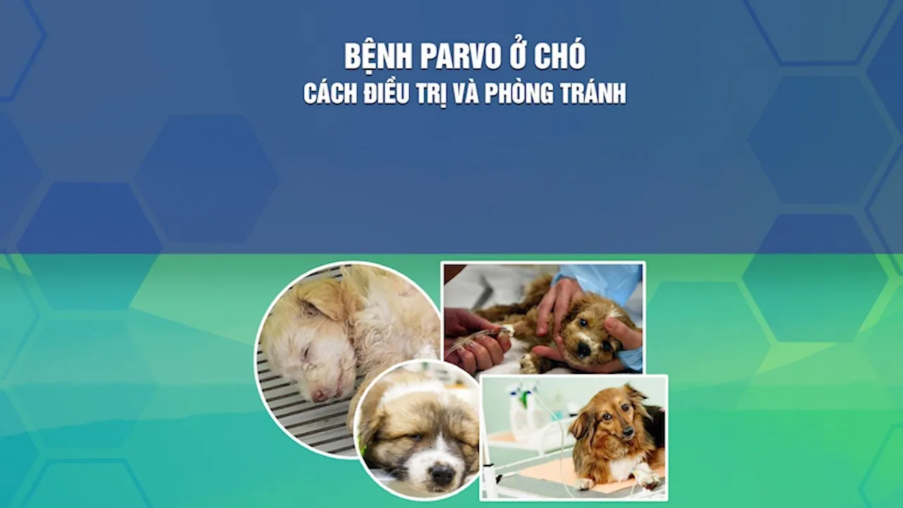 benh-parvo-o-cho-trieu-chung-va-cach-dieu-tri