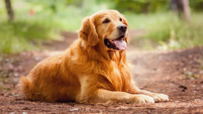 cach-huan-luyen-cho-golden-retriever-ngoan-ngoan