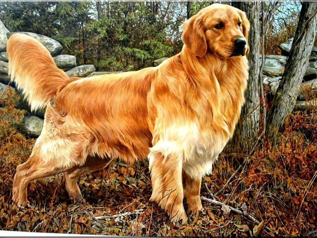 cach-huan-luyen-cho-golden-retriever-ngoan-ngoan