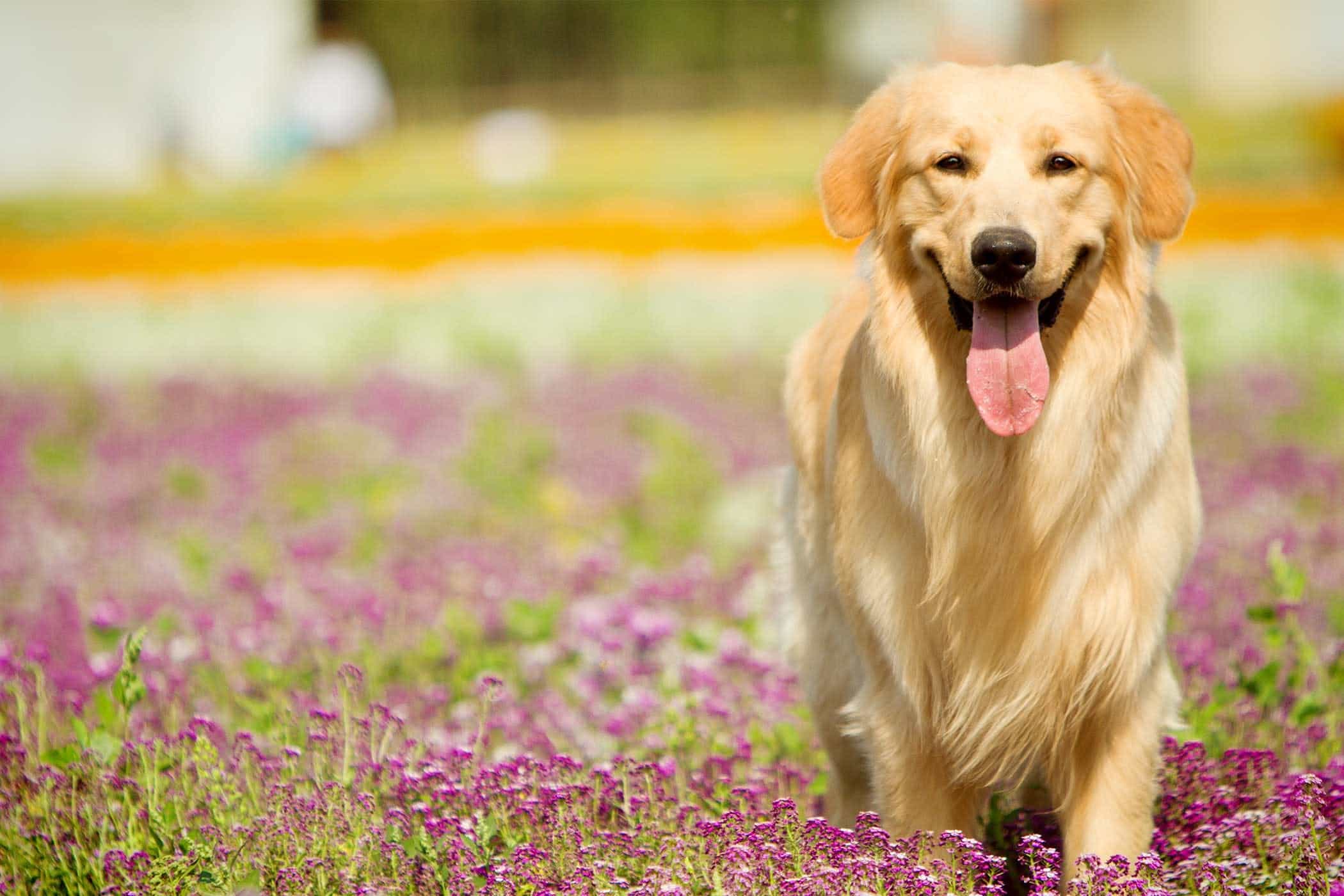 cach-huan-luyen-cho-golden-retriever-ngoan-ngoan