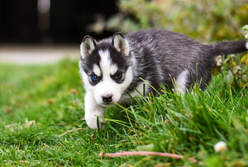 cach-huan-luyen-cho-husky-huong-dan-tu-a-z-cho-nguoi-moi-bat-dau