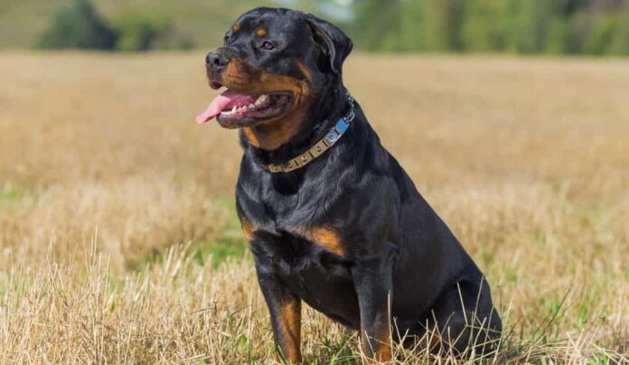 cach-huan-luyen-cho-rottweiler