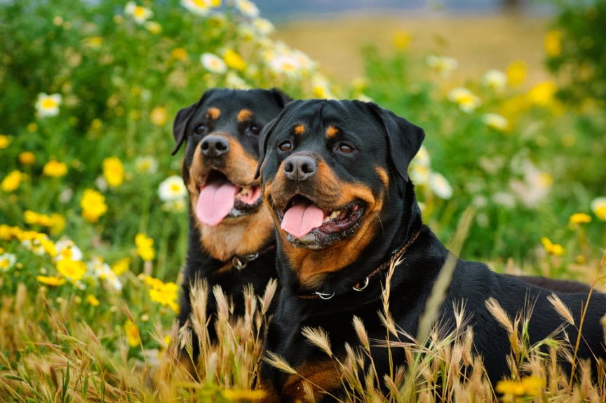 cach-huan-luyen-cho-rottweiler