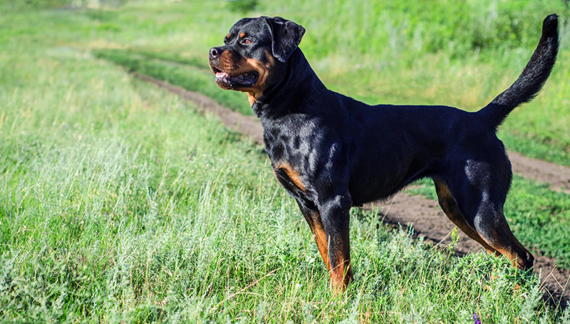 cach-huan-luyen-cho-rottweiler