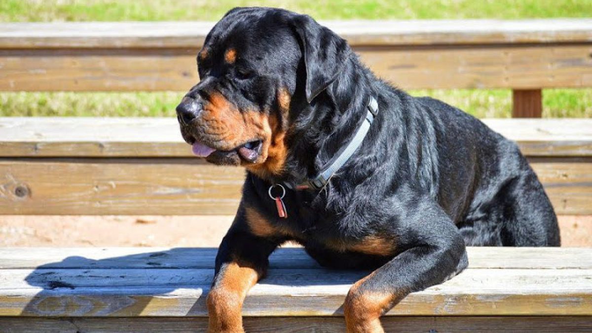 cach-huan-luyen-cho-rottweiler