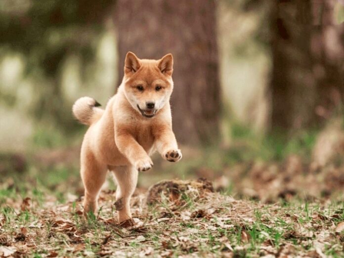 cach-huan-luyen-cho-shiba-inu