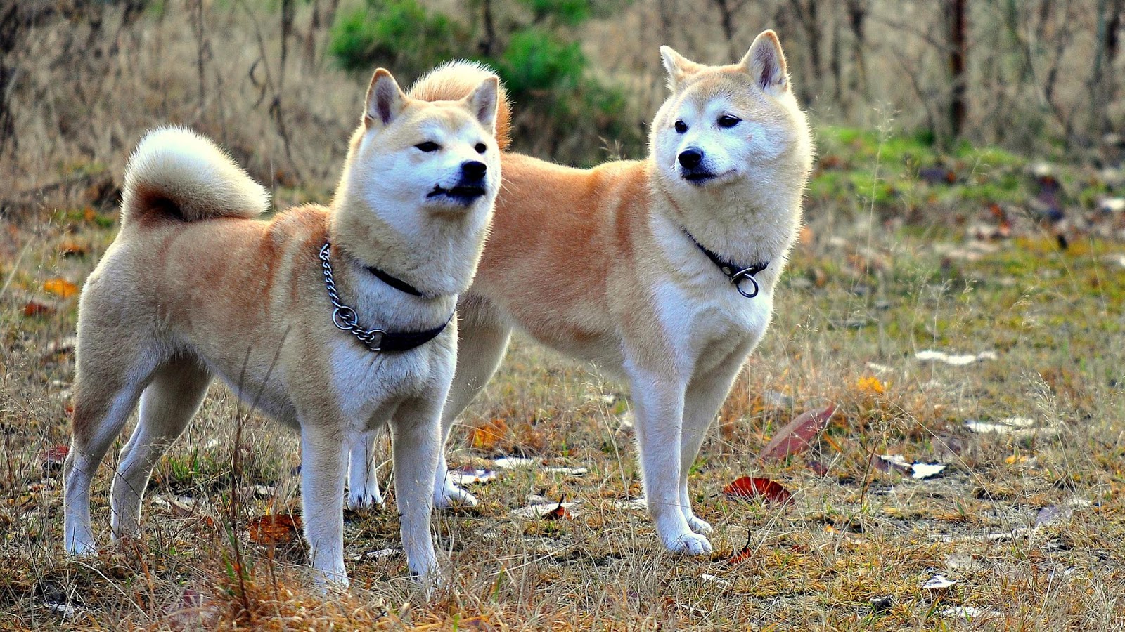 cach-huan-luyen-cho-shiba-inu