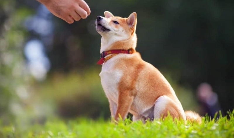 cach-huan-luyen-cho-shiba-inu