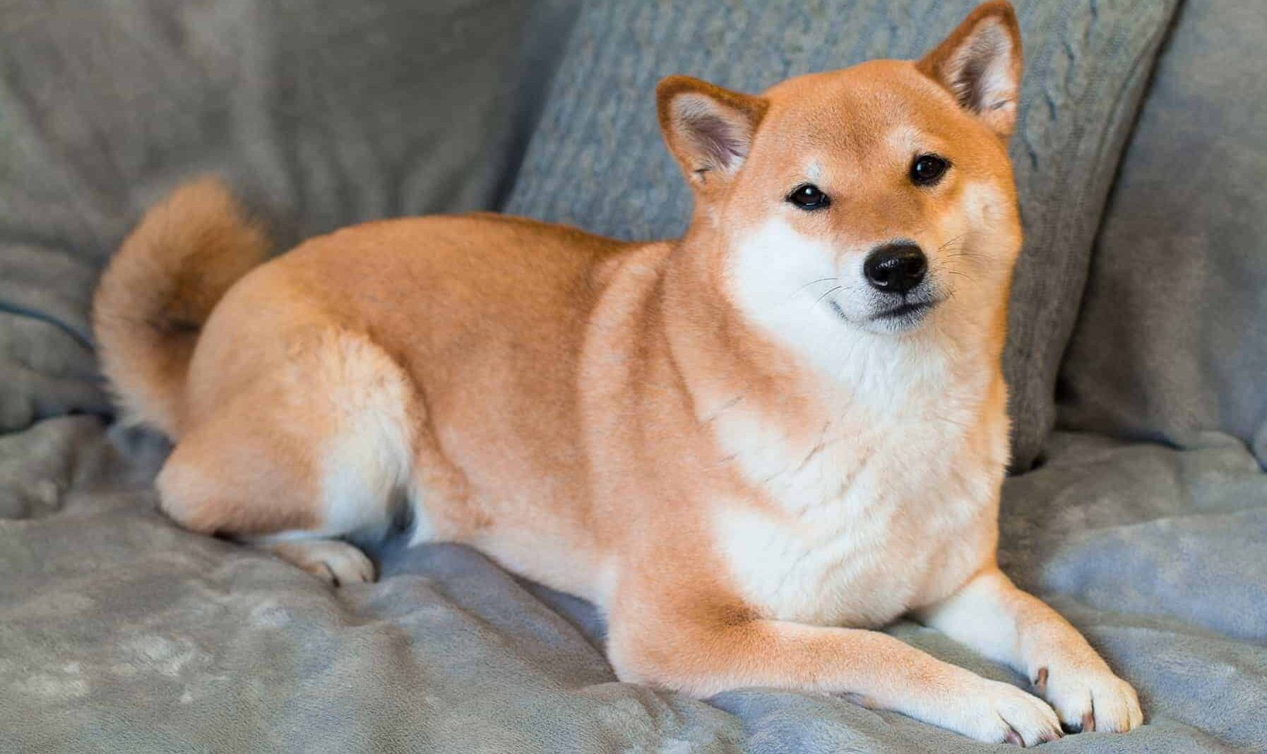 cach-huan-luyen-cho-shiba-inu