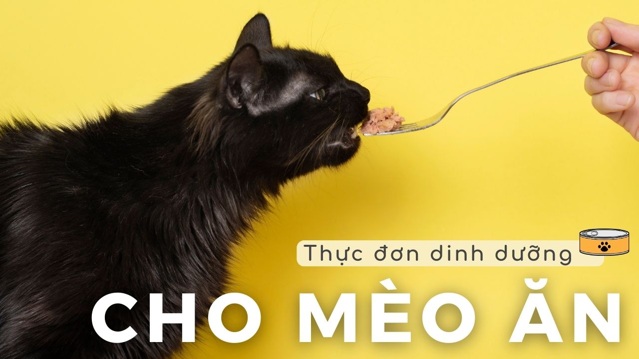 che-do-dinh-duong-cho-meo-tu-a-den-z