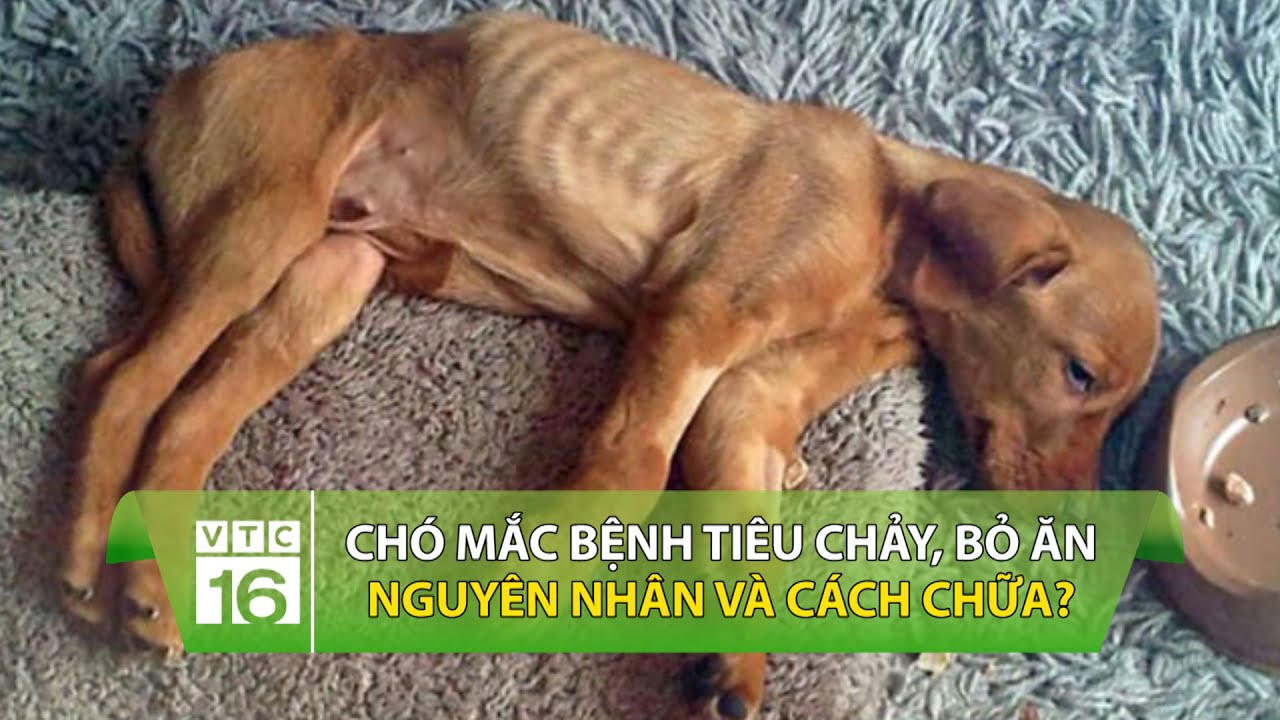 cho-bi-tieu-chay-nguyen-nhan-va-cach-chua-tri