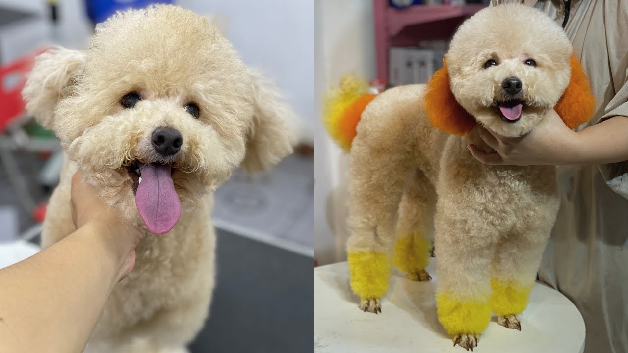 huong-dan-cach-cat-tia-long-cho-poodle