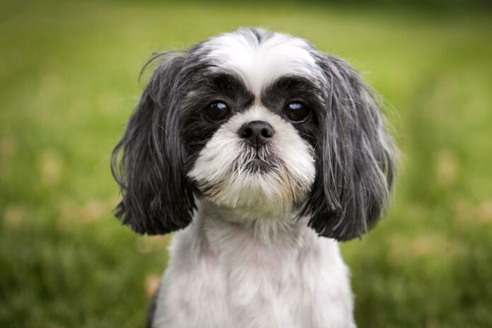 bi-mat-ve-giong-cho-shih-tzu-quy-toc