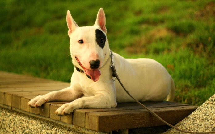 cho-bull-terrier-ngoai-hinh-doc-dao-va-tinh-cach-than-thien