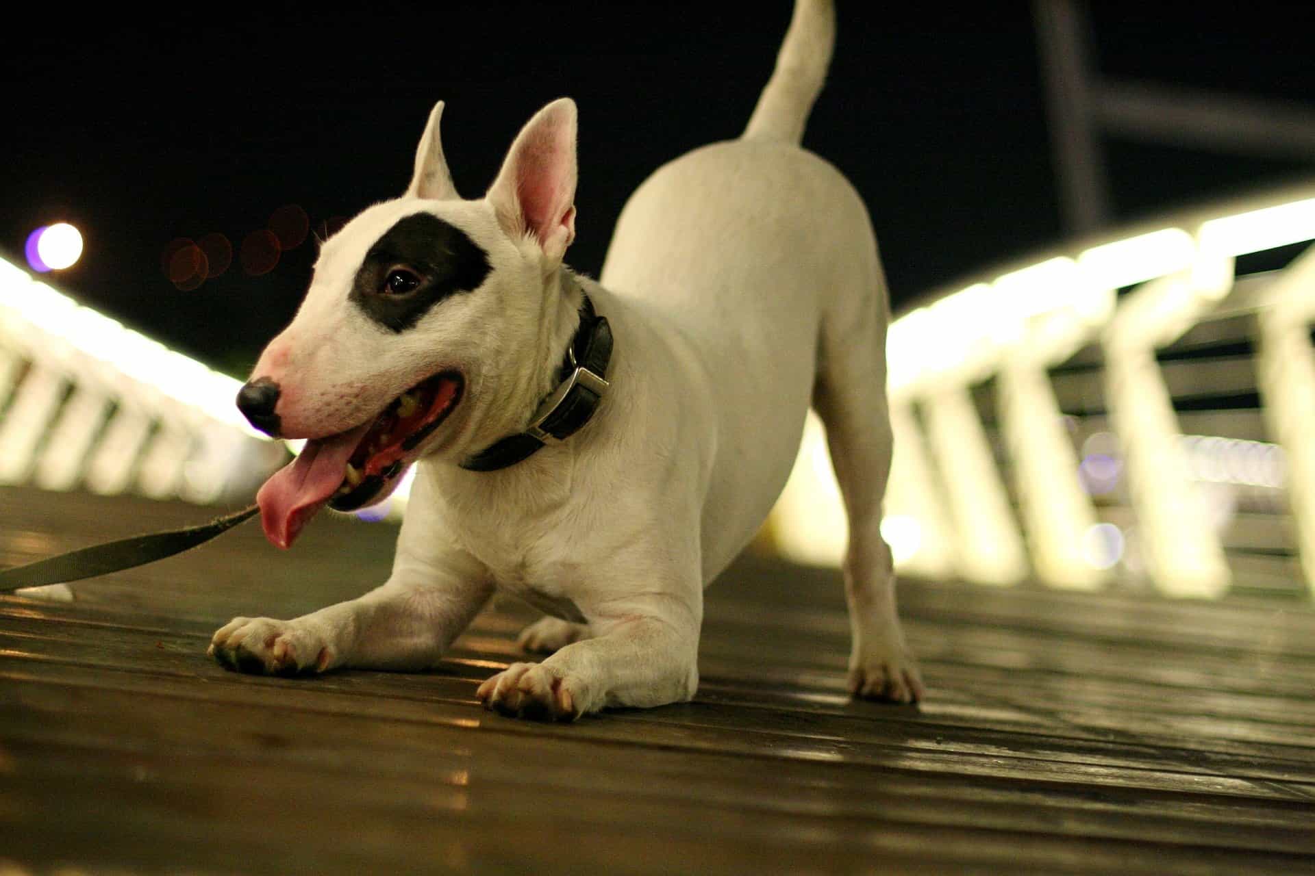 cho-bull-terrier-ngoai-hinh-doc-dao-va-tinh-cach-than-thien