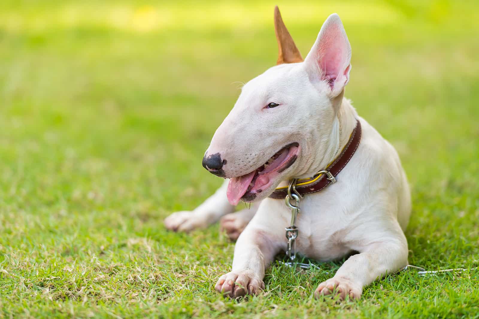 cho-bull-terrier-ngoai-hinh-doc-dao-va-tinh-cach-than-thien