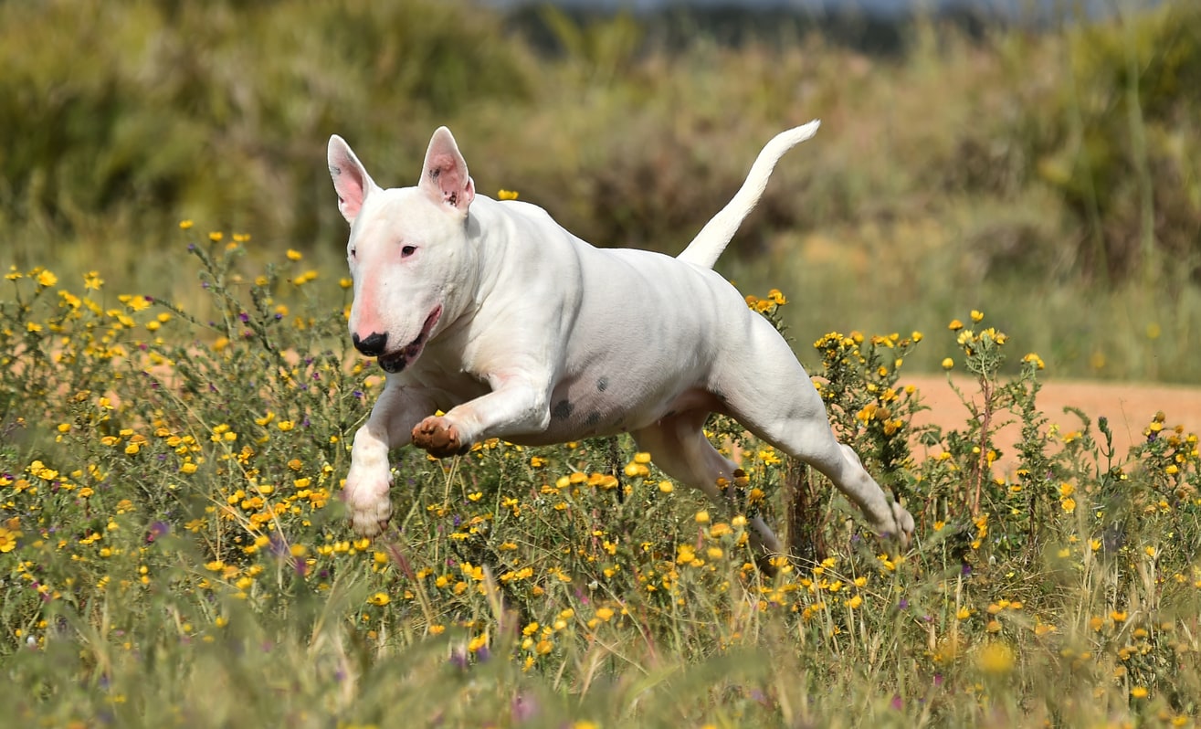 cho-bull-terrier-ngoai-hinh-doc-dao-va-tinh-cach-than-thien