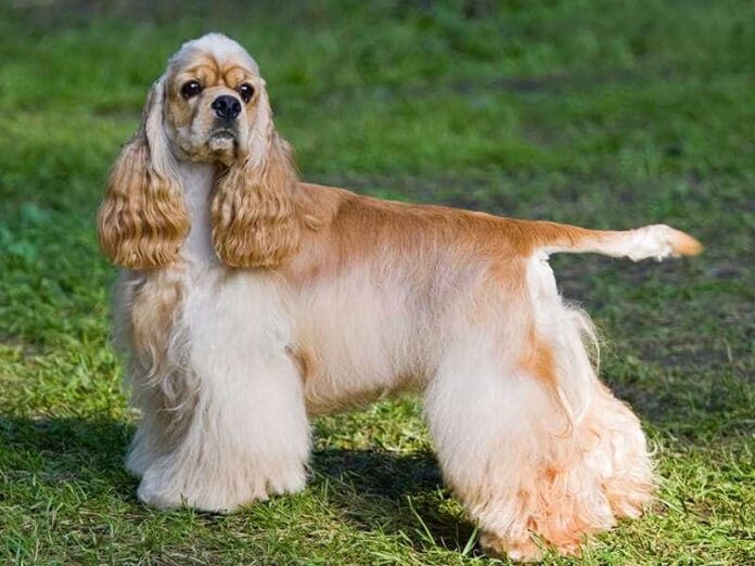 cho-cocker-spaniel-nguoi-ban-dong-hanh-thong-minh-va-nang-dong