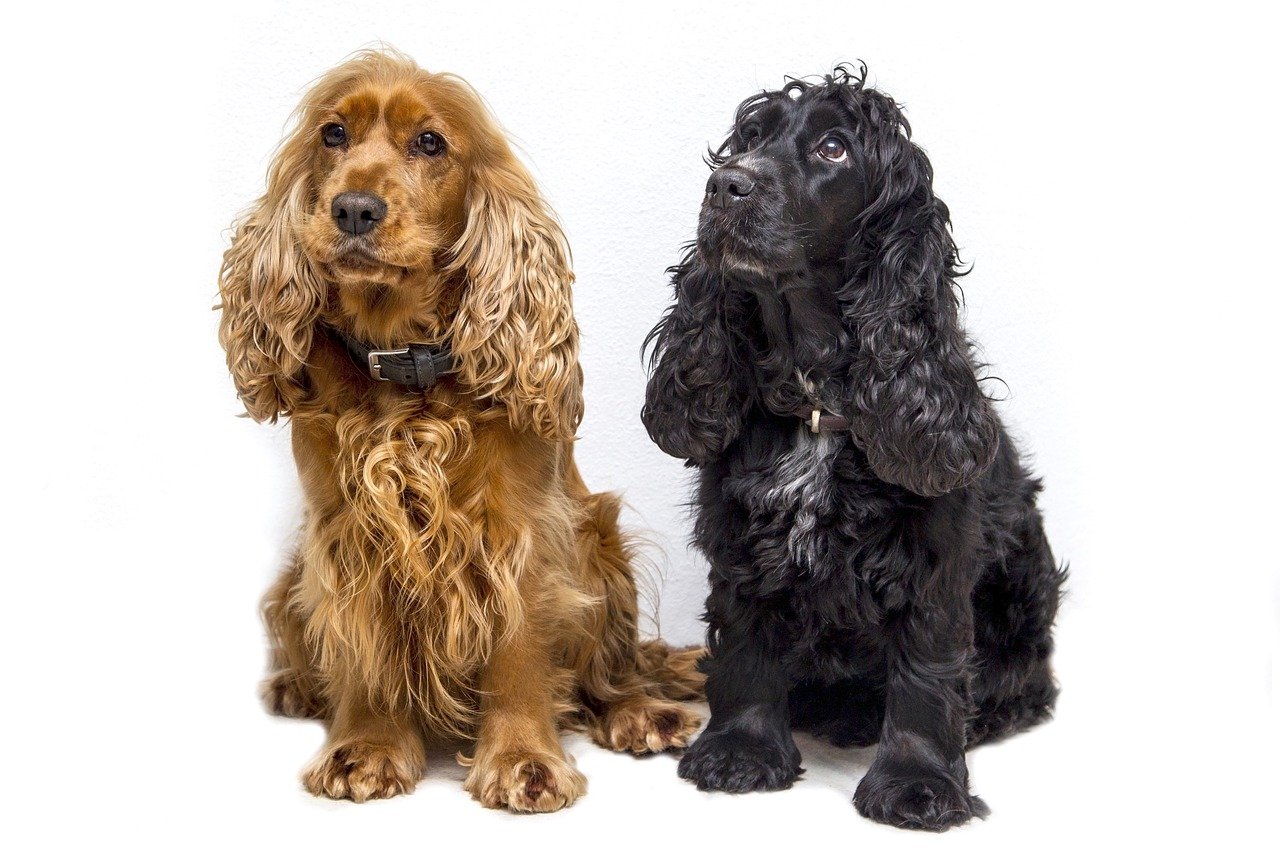 cho-cocker-spaniel-nguoi-ban-dong-hanh-thong-minh-va-nang-dong