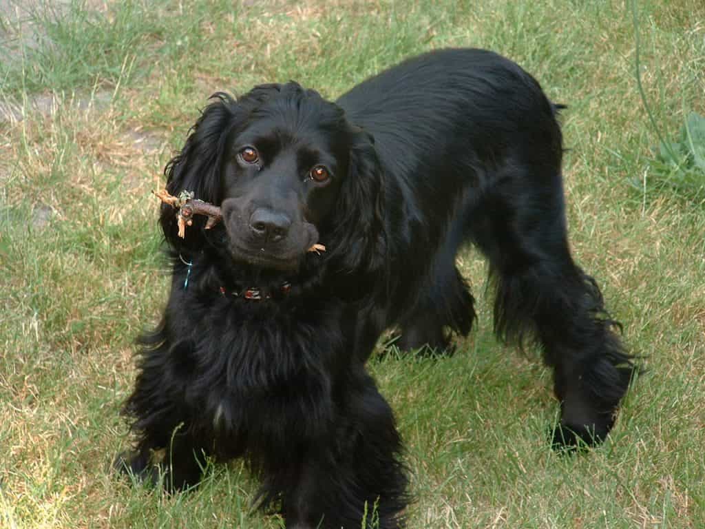 cho-cocker-spaniel-nguoi-ban-dong-hanh-thong-minh-va-nang-dong