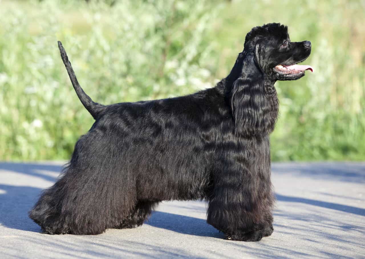 cho-cocker-spaniel-nguoi-ban-dong-hanh-thong-minh-va-nang-dong