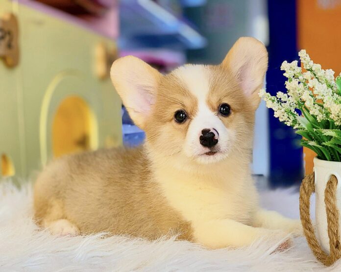 cho-corgi-lun-chan-moi-dieu-can-biet-ve-giong-cho-dang-yeu