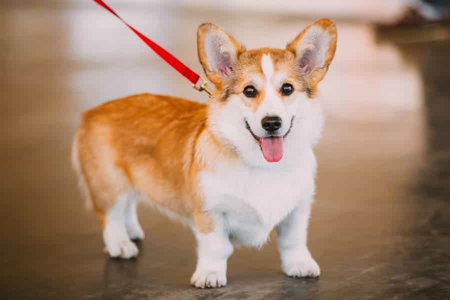 cho-corgi-lun-chan-moi-dieu-can-biet-ve-giong-cho-dang-yeu