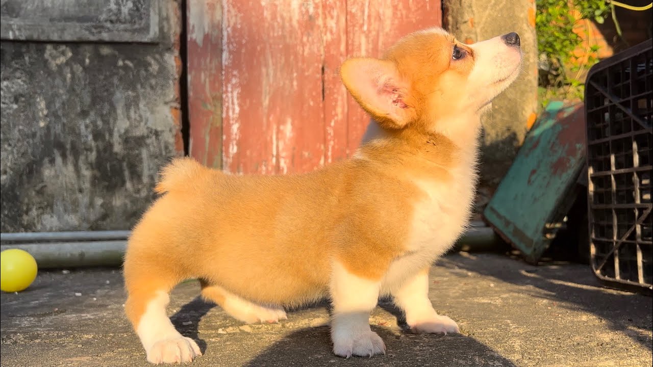 cho-corgi-lun-chan-moi-dieu-can-biet-ve-giong-cho-dang-yeu