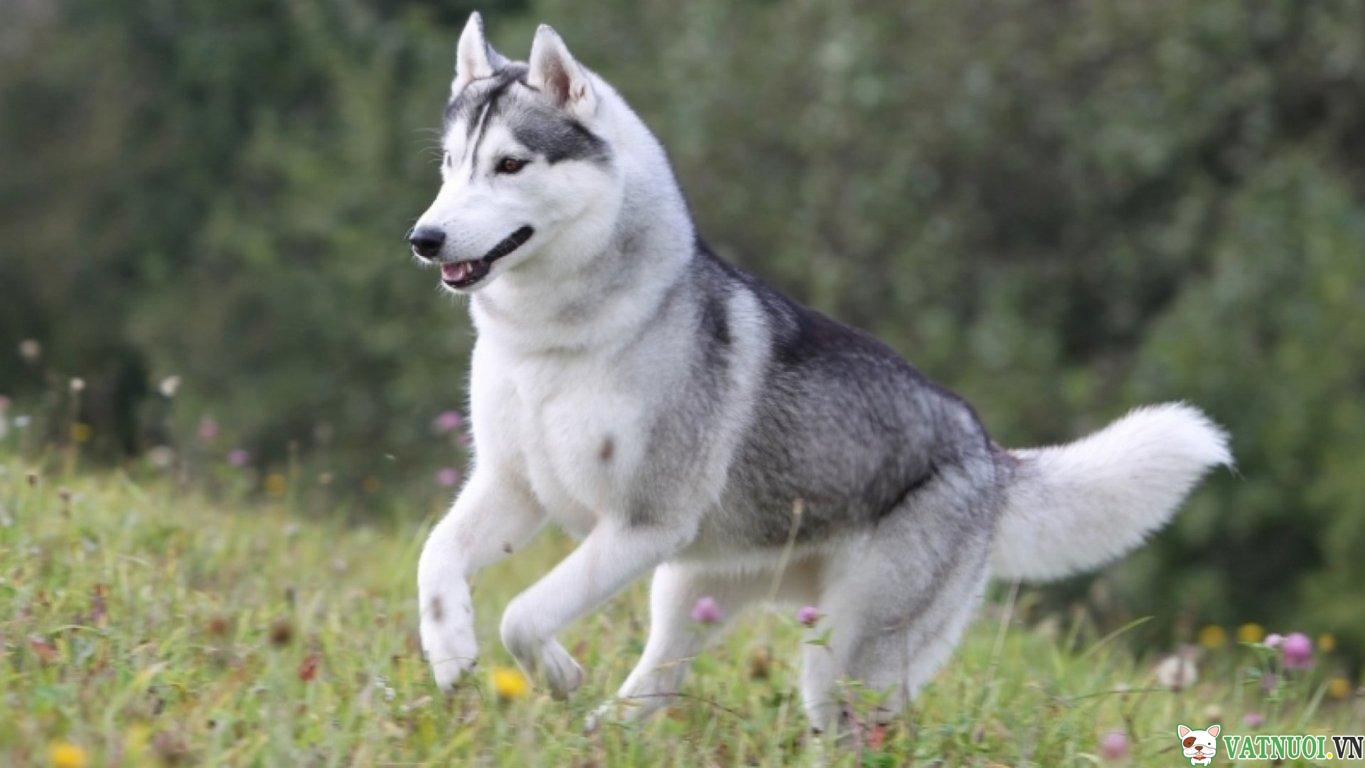 cho-husky-siberian-ve-dep-hoang-da-va-day-suc-hut