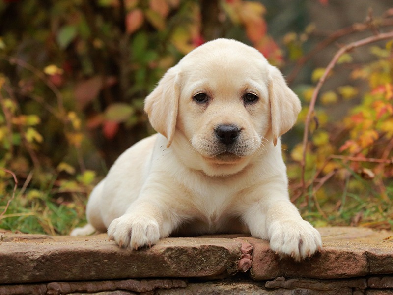 cho-labrador-retriever-nguoi-ban-dong-hanh-tuyet-voi-cho-gia-dinh