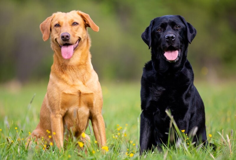 cho-labrador-retriever-nguoi-ban-dong-hanh-tuyet-voi-cho-gia-dinh