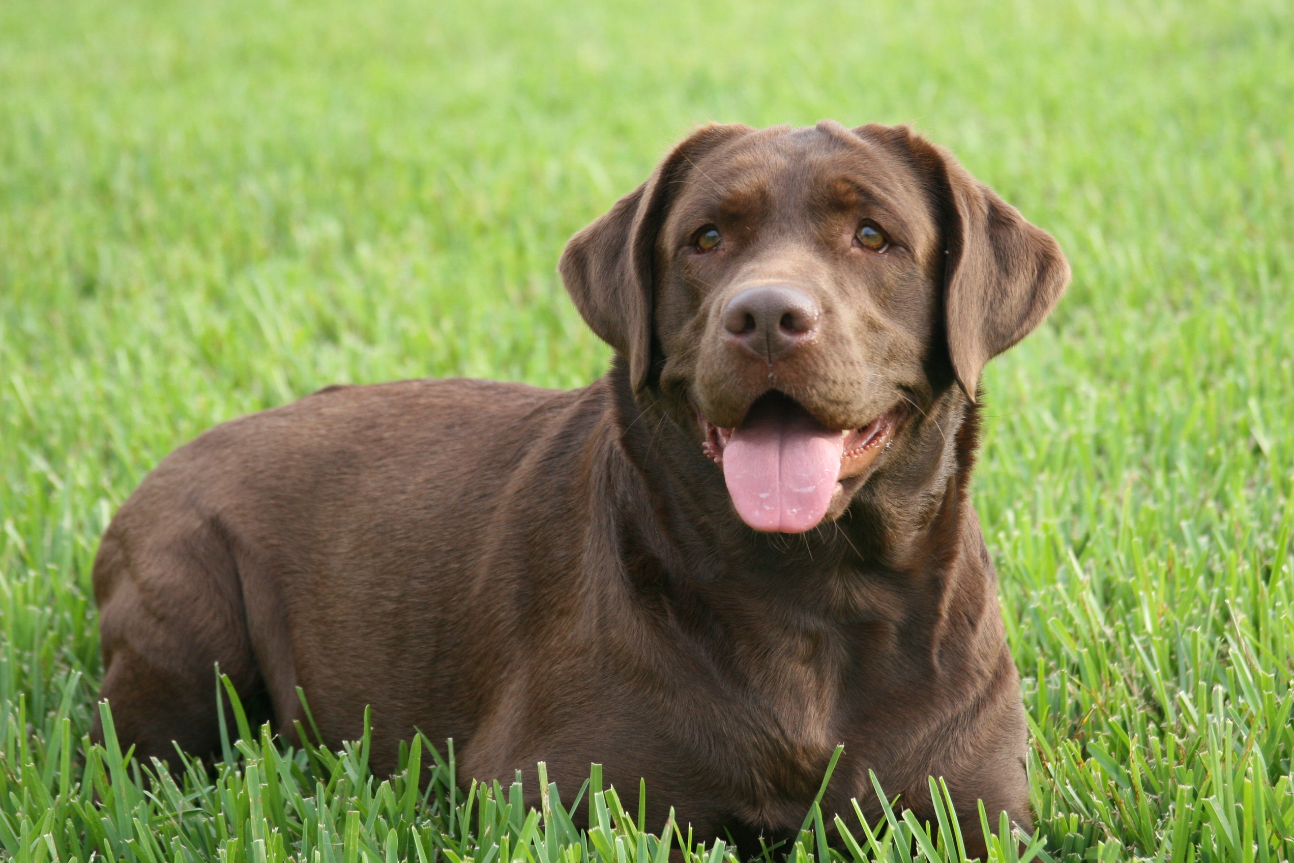 cho-labrador-retriever-nguoi-ban-dong-hanh-tuyet-voi-cho-gia-dinh