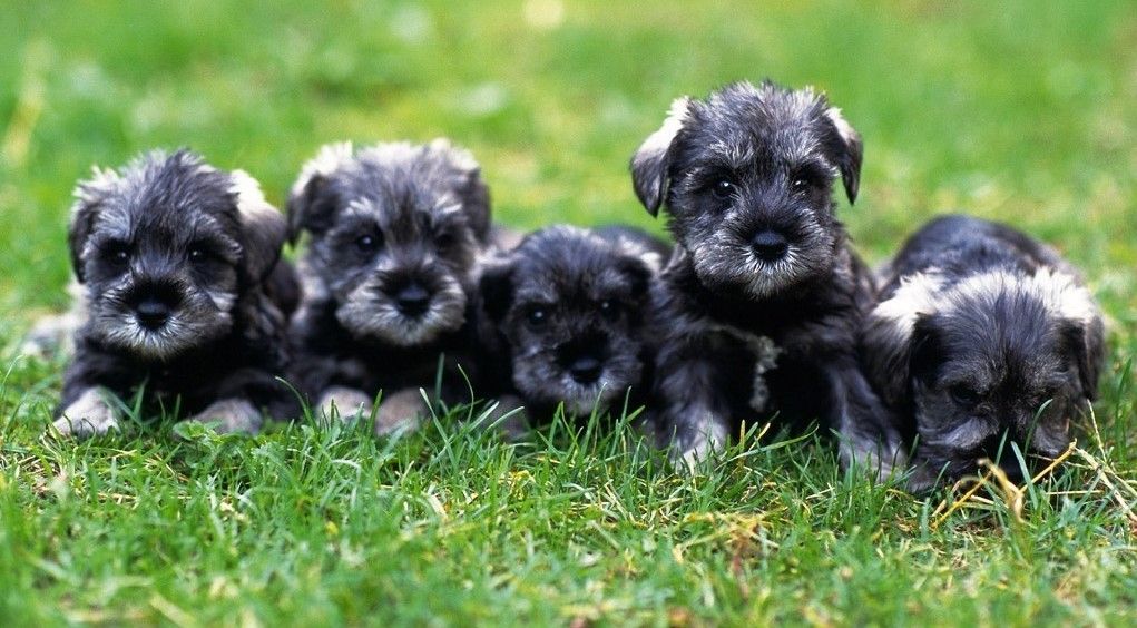 cho-miniature-schnauzer-nho-nhan-thong-minh-va-trung-thanh