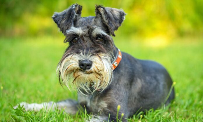 cho-miniature-schnauzer-nho-nhan-thong-minh-va-trung-thanh