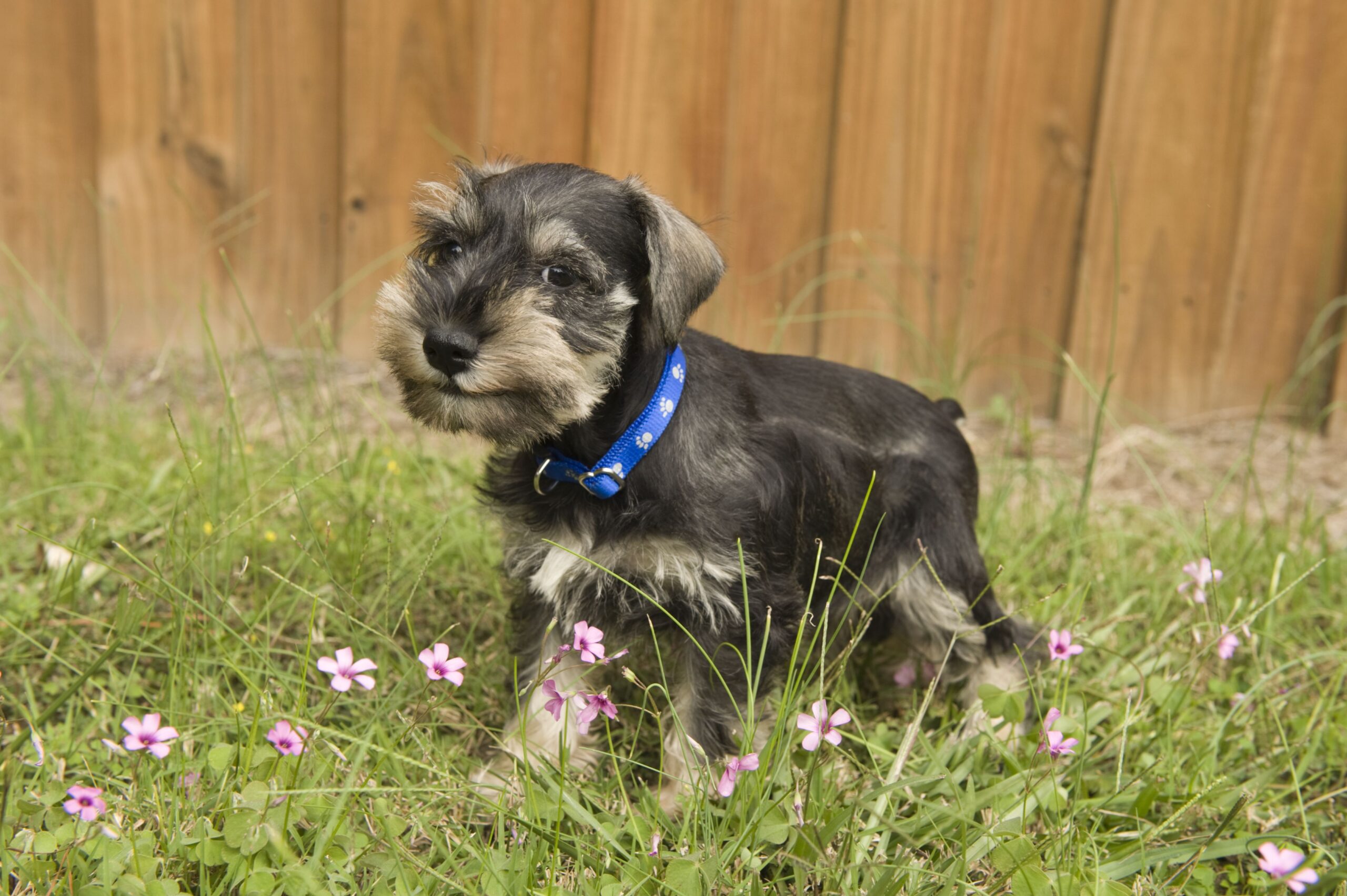 cho-miniature-schnauzer-nho-nhan-thong-minh-va-trung-thanh