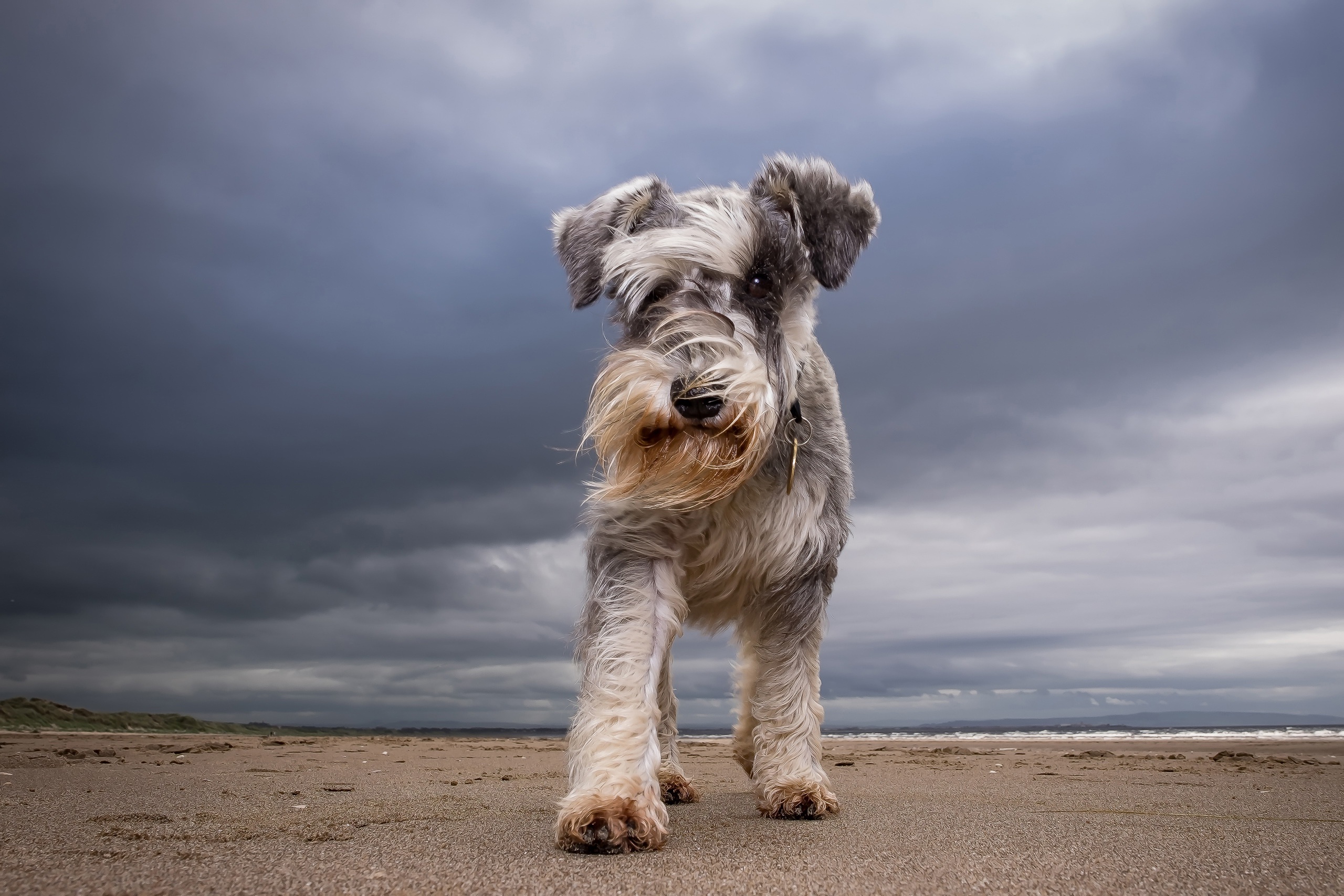 cho-miniature-schnauzer-nho-nhan-thong-minh-va-trung-thanh