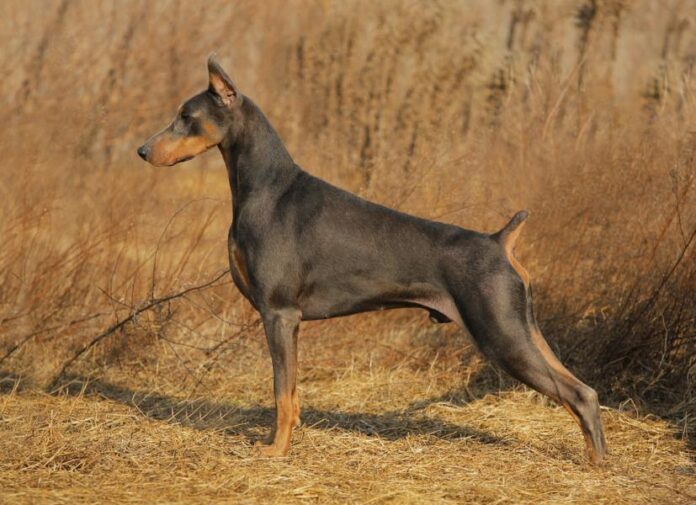 giong-cho-doberman-pinscher-thong-minh-dung-cam-va-trung-thanh