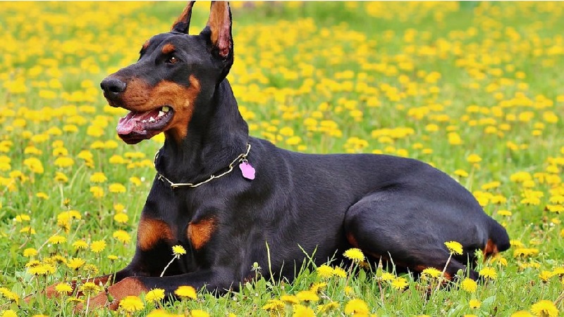 giong-cho-doberman-pinscher-thong-minh-dung-cam-va-trung-thanh