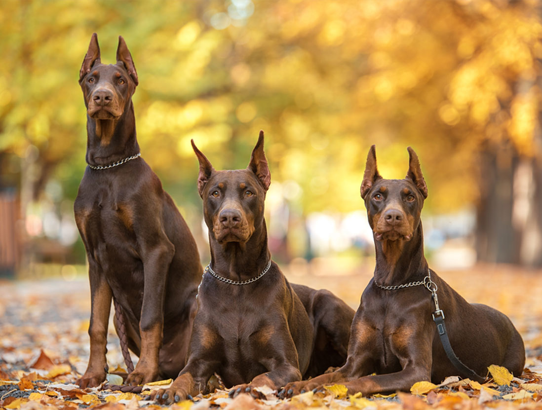 giong-cho-doberman-pinscher-thong-minh-dung-cam-va-trung-thanh