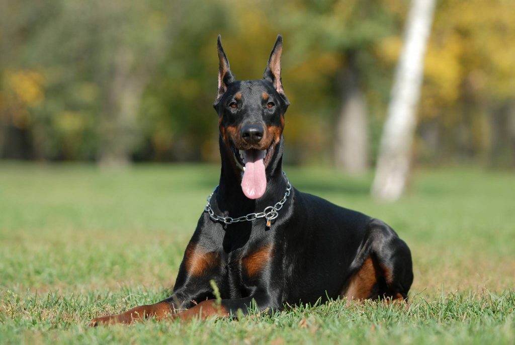 giong-cho-doberman-pinscher-thong-minh-dung-cam-va-trung-thanh