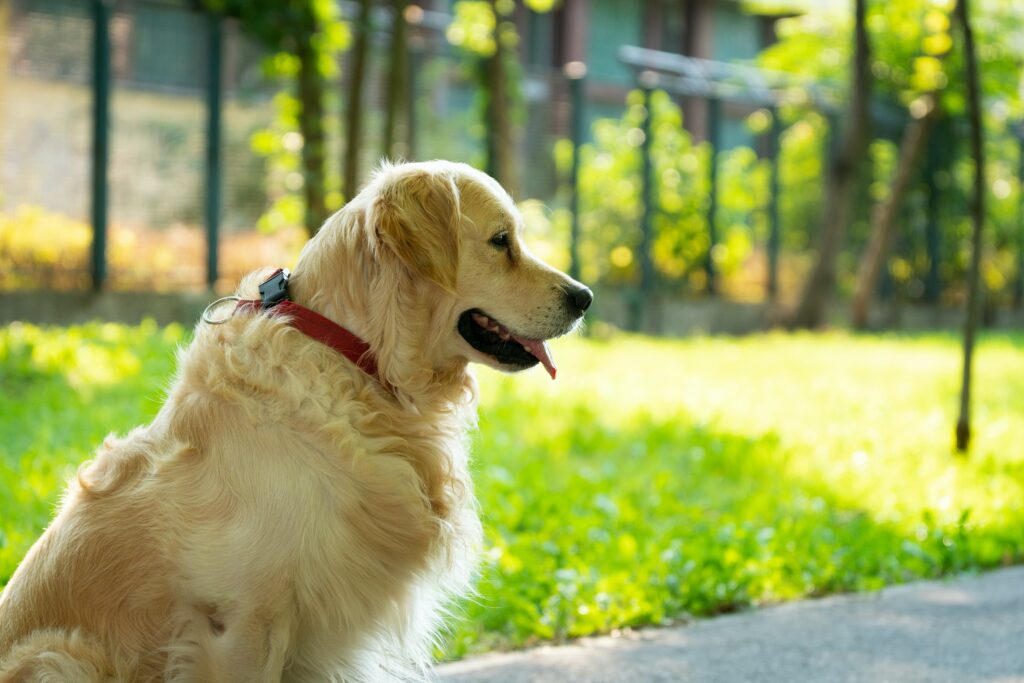 giong-cho-golden-retriever-nguoi-ban-trung-thanh-cua-moi-gia-dinh