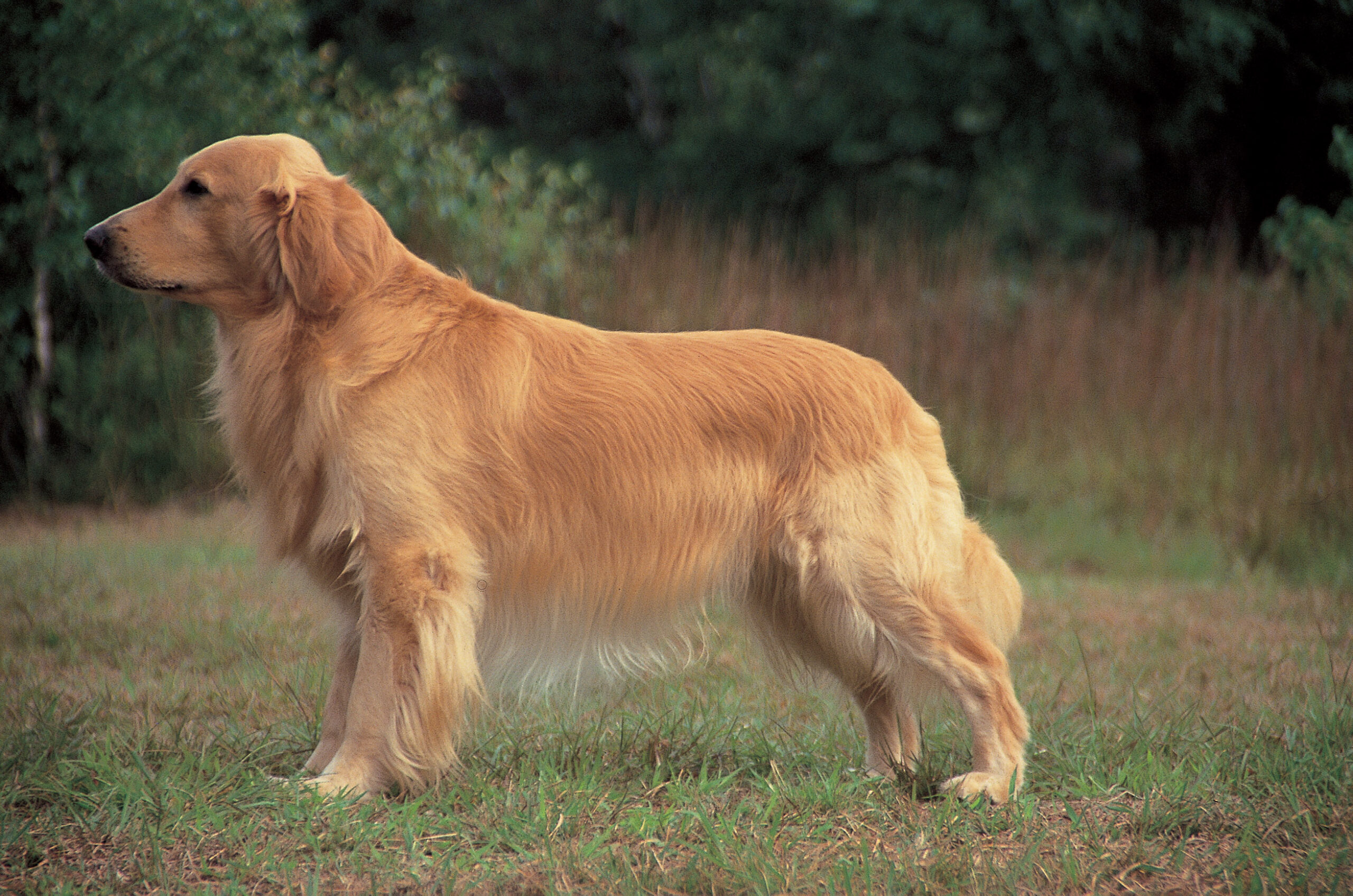 giong-cho-golden-retriever-nguoi-ban-trung-thanh-cua-moi-gia-dinh