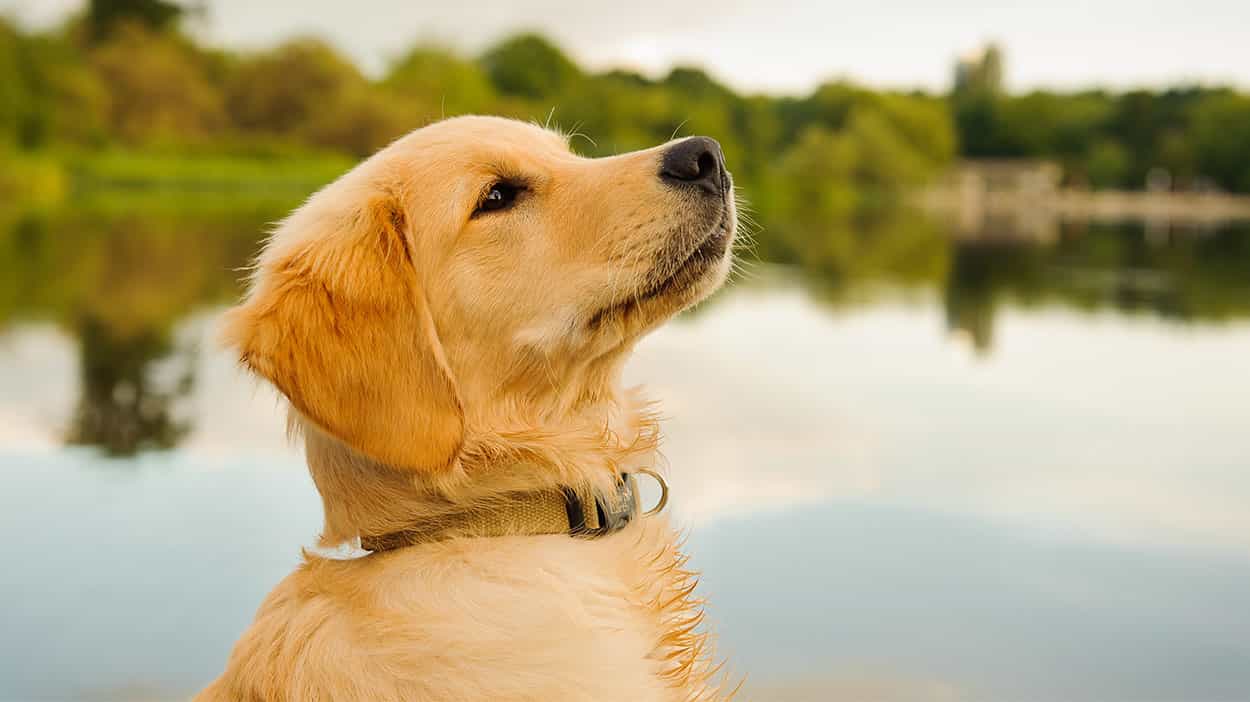 giong-cho-golden-retriever-nguoi-ban-trung-thanh-cua-moi-gia-dinh