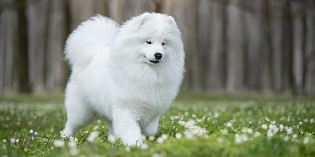 giong-cho-samoyed-nu-cuoi-toa-nang-va-bo-long-trang-muot