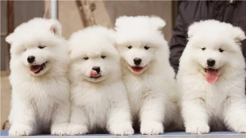 giong-cho-samoyed-nu-cuoi-toa-nang-va-bo-long-trang-muot