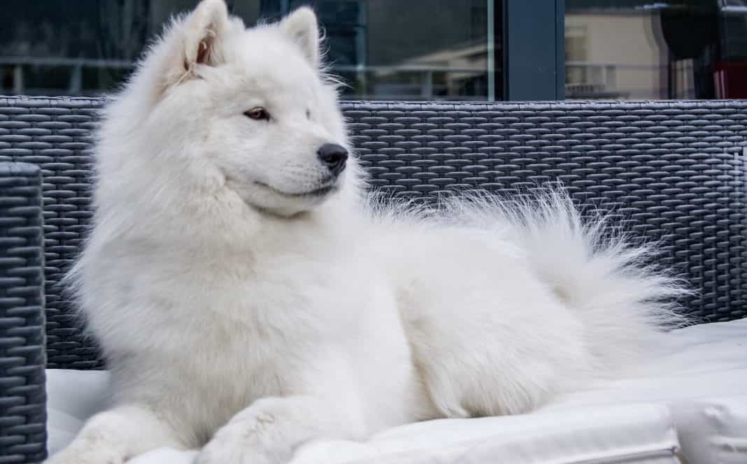 giong-cho-samoyed-nu-cuoi-toa-nang-va-bo-long-trang-muot