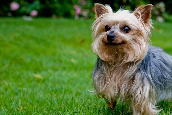 giong-cho-yorkshire-terrier-nho-nhan-nhung-day-ca-tinh