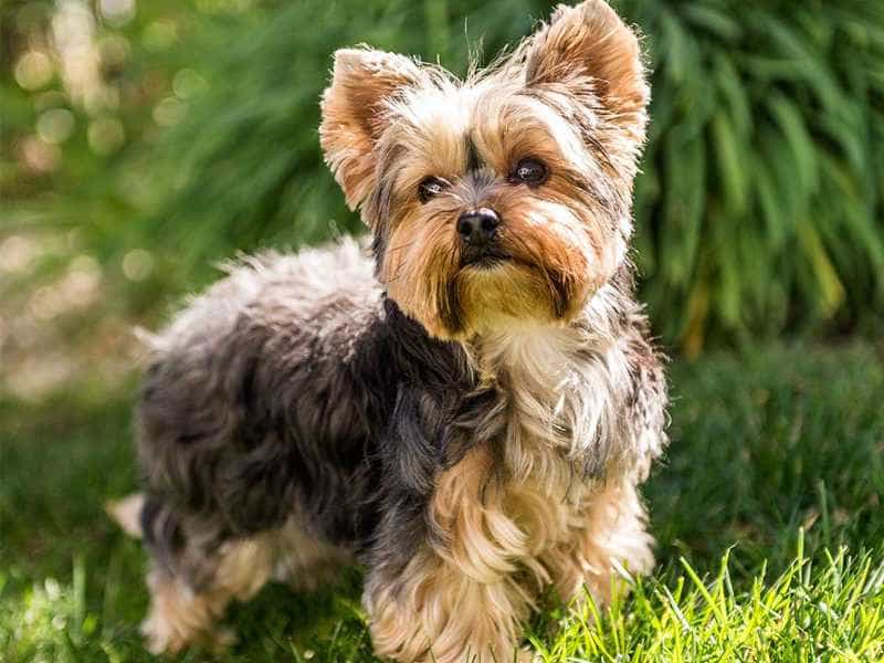 giong-cho-yorkshire-terrier-nho-nhan-nhung-day-ca-tinh