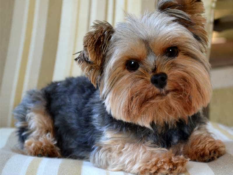 giong-cho-yorkshire-terrier-nho-nhan-nhung-day-ca-tinh