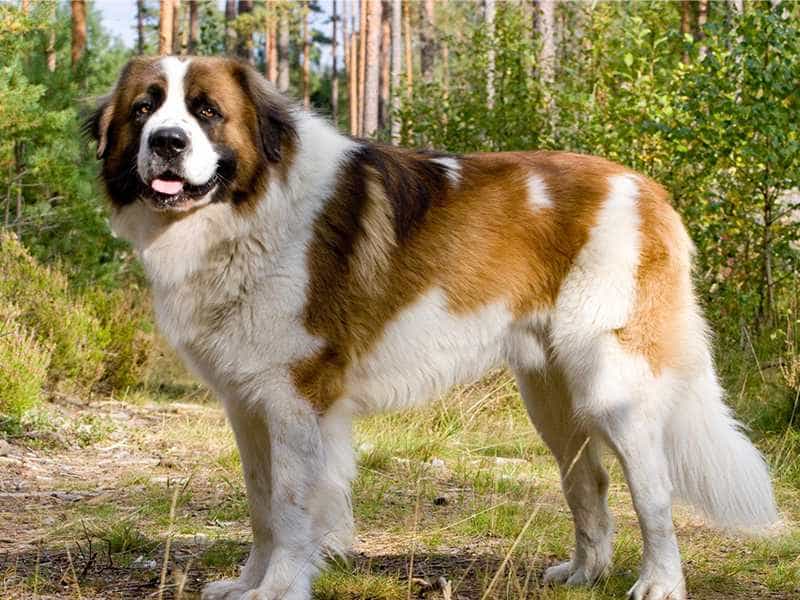 tat-ca-ve-giong-cho-saint-bernard-nguoi-hung-cuu-ho